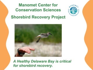 Manomet Center for
Conservation Sciences
Shorebird Recovery Project

A Healthy Delaware Bay is critical
for shorebird recovery.

 