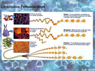 Pentoses (5C) e hexoses (6C)
