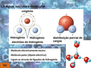 1.1: Água: estrutura molecularMolécula electricamente neutra