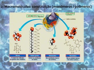 Ponto de ebulição elevado- O calor específico é o mais elevado de todos os líquidos vulgares- A condutibilidade térmica é a mais alta de todos os corpos não metálicos1.1: Água: importância / função- Intervém nas reacções químicas, sendo um metabolito essencial - Actua como meio de difusão de muitas substâncias- É um regulador da temperatura- Intervém em reacções de hidrólise- Excelente solvente, serve de veículo para materiais nutritivos necessários às células, e produtos de excreção