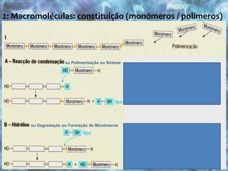 1.2: Água: Sais mineraisAniões : cloretos, fosfatos, carbonatosCatiões : potássio, cálcio, magnésioImportância / Função:- Têm função estrutural e/ou reguladora- Existem em baixas percentagens nos seres vivos