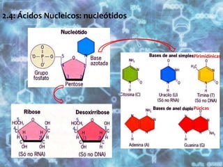 2.4: Ácidos Nucleicos: nucleótidos  PirimidínicasPúricas