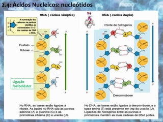 2.4: Ácidos Nucleicos: nucleótidos  Ligação fosfodiéster