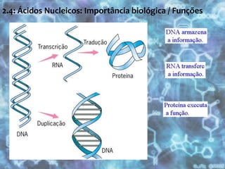 2.4: Ácidos Nucleicos: Importância biológica / Funções  