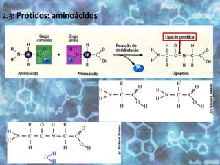 2.3: Prótidos: aminoácidos 