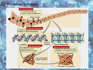 2.3: Proteínas: Estrutura 