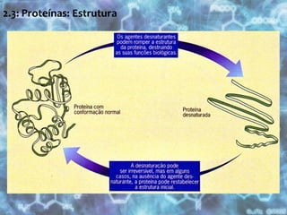 2.3: Proteínas: Estrutura 