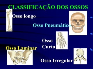 Osso longo
Osso Pneumático
Osso
CurtoOsso Laminar
Osso Irregular
CLASSIFICAÇÃO DOS OSSOS
 