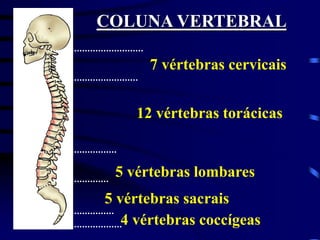 7 vértebras cervicais
12 vértebras torácicas
5 vértebras lombares
4 vértebras coccígeas
5 vértebras sacrais
COLUNA VERTEBRAL
 