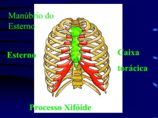 Manúbrio do
Esterno
Esterno
Processo Xifóide
Caixa
torácica
 