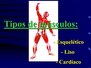 Tipos de músculos:
- Esquelético
- Liso
- Cardíaco
 