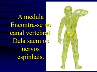 A medula
Encontra-se no
canal vertebral.
Dela saem os
nervos
espinhais.
 