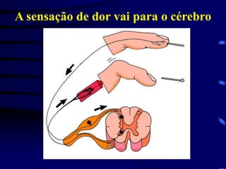 A sensação de dor vai para o cérebro
 