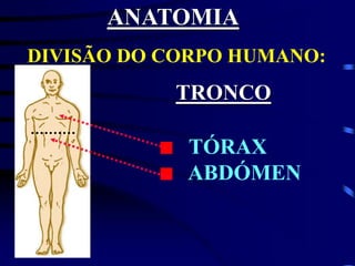 DIVISÃO DO CORPO HUMANO:
TRONCO
TÓRAX
ABDÓMEN
ANATOMIA
 