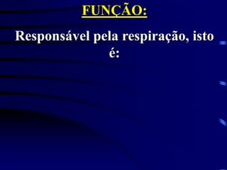 FUNÇÃO:
Responsável pela respiração, isto
é:
 