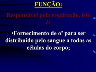 FUNÇÃO:
Responsável pela respiração, isto
é:
•Fornecimento de o² para ser
distribuído pelo sangue a todas as
células do corpo;
 