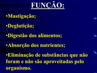 FUNÇÃO:
•Mastigação;
•Deglutição;
•Digestão dos alimentos;
•Absorção dos nutrientes;
•Eliminação de substâncias que não
foram e não são aproveitadas pelo
organismo.
 