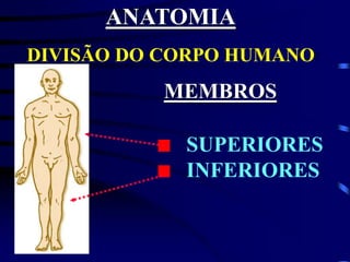 DIVISÃO DO CORPO HUMANO:
MEMBROS
SUPERIORES
INFERIORES
ANATOMIA
 