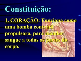 Constituição:
1. CORAÇÃO: Funciona como
uma bomba contrátil
propulsora, para mandar
sangue a todas as partes do
corpo.
 