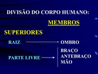 DIVISÃO DO CORPO HUMANO:
MEMBROS
SUPERIORES
RAIZ OMBRO
BRAÇO
ANTEBRAÇO
MÃO
PARTE LIVRE
 