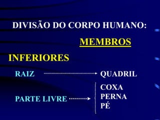 DIVISÃO DO CORPO HUMANO:
MEMBROS
INFERIORES
RAIZ QUADRIL
COXA
PERNA
PÉ
PARTE LIVRE
 