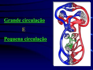 Grande circulação
E
Pequena circulação
 