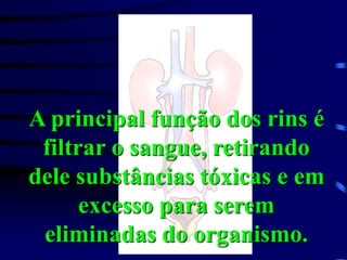 A principal função dos rins é
filtrar o sangue, retirando
dele substâncias tóxicas e em
excesso para serem
eliminadas do organismo.
 