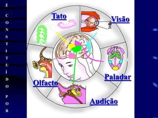 É
C
O
N
S
T
I
T
U
Í
D
O
P
O
R
Visão
Paladar
Olfacto
Tato
Audição
 