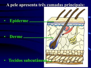 A pele apresenta três camadas principais:
• Epiderme ......................
• Derme ...........................
• Tecidos subcutâneos.....
 