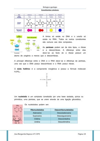 Biologia e geologia
Constituintes celulares
Ana Margarida Raposo nº3 10ºE Página 18
A timina só existe no DNA e o uracilo só
existe no RNA. Todos os outros constituintes
são comuns aos dois compostos.
As pentoses podem ser de dois tipos, a ribose
e a desoxirribose. A diferença entre elas
deve-se ao facto de a ribose possuir um
átomo de oxigénio a menos que a desoxirribose.
A principal diferença entre o DNA e o RNA deve-se à diferença da pentose,
uma vez que o DNA possui desoxirribose e o RNA possui ribose.
O ácido fosfórico é a componente inorgânica e possui a fórmula molecular
H3PO4.
Um nucleósido é um composto constituído por uma base azotada, púrica ou
pirimídica, uma pentose, que se unem através de uma ligação glicosídica.
Os nucleósidos podem ser:
Ribonucleósidos Desoxirribonucleósidos
Adenosina Desoxiadenosina
Guanosina Desoxiguanosina
Citidina Desoxicitadina
Uridina Desoxitimidina
 