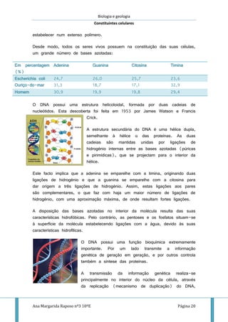 Biologia e geologia
Constituintes celulares
Ana Margarida Raposo nº3 10ºE Página 20
estabelecer num extenso polímero.
Desde modo, todos os seres vivos possuem na constituição das suas células,
um grande número de bases azotadas:
Em percentagem
(%)
Adenina Guanina Citosina Timina
Escherichia coli 24,7 26,0 25,7 23,6
Ouriço-do-mar 31,3 18,7 17,1 32,9
Homem 30,9 19,9 19,8 29,4
O DNA possui uma estrutura helicoloidal, formada por duas cadeias de
nucleótidos. Esta descoberta foi feita em 1953 por James Watson e Francis
Crick.
A estrutura secundária do DNA é uma hélice dupla,
semelhante à hélice α das proteínas. As duas
cadeias são mantidas unidas por ligações de
hidrogénio internas entre as bases azotadas (púricas
e pirimídicas), que se projectam para o interior da
hélice.
Este facto implica que a adenina se emparelhe com a timina, originando duas
ligações de hidrogénio e que a guanina se emparelhe com a citosina para
dar origem a três ligações de hidrogénio. Assim, estas ligações aos pares
são complementares, o que faz com haja um maior número de ligações de
hidrogénio, com uma aproximação máxima, de onde resultam fortes ligações.
A disposição das bases azotadas no interior da molécula resulta das suas
características hidrofóbicas. Pelo contrário, as pentoses e os fosfatos situam-se
à superfície da molécula estabelecendo ligações com a água, devido às suas
características hidrofílicas.
O DNA possui uma função bioquímica extremamente
importante. Por um lado transmite a informação
genética de geração em geração, e por outros controla
também a síntese das proteínas.
A transmissão da informação genética realiza-se
principalmente no interior do núcleo da célula, através
da replicação (mecanismo de duplicação) do DNA,
 