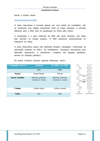 Biologia e geologia
Constituintes celulares
Ana Margarida Raposo nº3 10ºE Página 21
devido à divisão celular.
Ácido ribonucleico ou RNA
O ácido ribonucleico é formado apenas por uma cadeia de nucleótidos, não
se verificando uma relação aproximada entre as bases azotadas. A principal
diferença para o DNA está na substituição da timina pelo uracilo.
A composição e o peso molecular do RNA são muito variáveis, mas todos
eles intervém na síntese proteica. O RNA predomina essencialmente no
citoplasma da célula.
O ácido ribonucleico possui três diferentes funções: mensageiro (transcrição da
informação existente no DNA), de transferência (transporta aminoácidos para
diferentes ribossomas) e ribossómico (colabora nas ligações peptídicas,
através da tradução genética).
Os ácidos nucleicos possuem algumas diferenças. Assim:
 