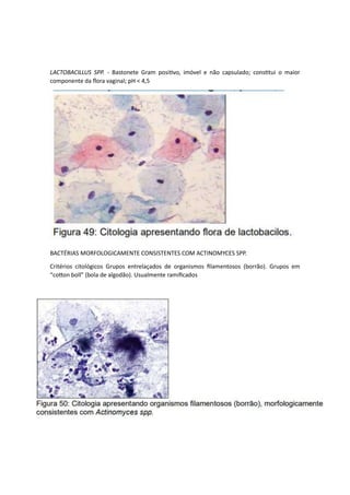 LACTOBACILLUS SPP. - Bastonete Gram positivo, imóvel e não capsulado; constitui o maior
componente da flora vaginal; pH < 4,5
BACTÉRIAS MORFOLOGICAMENTE CONSISTENTES COM ACTINOMYCES SPP.
Critérios citológicos Grupos entrelaçados de organismos filamentosos (borrão). Grupos em
“cotton boll” (bola de algodão). Usualmente ramificados
 