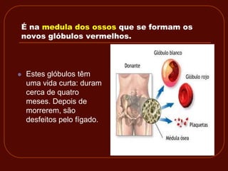 É na medula dos ossos que se formam os
novos glóbulos vermelhos.



   Estes glóbulos têm
    uma vida curta: duram
    cerca de quatro
    meses. Depois de
    morrerem, são
    desfeitos pelo fígado.
 