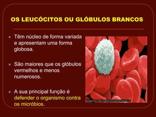 OS LEUCÓCITOS OU GLÓBULOS BRANCOS


   Têm núcleo de forma variada
    e apresentam uma forma
    globosa.

   São maiores que os glóbulos
    vermelhos e menos
    numerosos.

   A sua principal função é
    defender o organismo contra
    os micróbios.
 