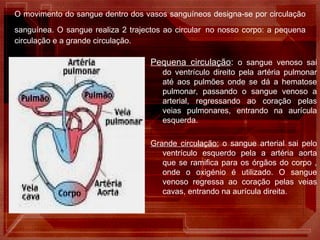O movimento do sangue dentro dos vasos sanguíneos designa-se por circulação sanguínea. O sangue realiza 2 trajectos ao circular   no nosso corpo: a pequena circulação e a grande circulação. Pequena circulação :  o sangue venoso sai do ventrículo direito pela artéria pulmonar até aos pulmões onde se dá a hematose pulmonar, passando o sangue venoso a arterial, regressando ao coração pelas veias pulmonares, entrando na aurícula esquerda. Grande circulação:  o sangue arterial sai pelo ventrículo esquerdo pela a artéria aorta que se ramifica para os órgãos do corpo , onde o oxigénio é utilizado. O sangue venoso regressa ao coração pelas veias cavas, entrando na aurícula direita. 