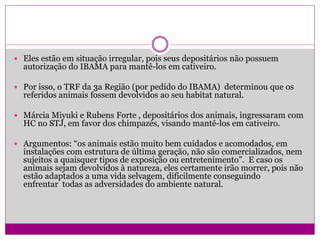  Eles estão em situação irregular, pois seus depositários não possuem
autorização do IBAMA para mantê-los em cativeiro.
 Por isso, o TRF da 3a Região (por pedido do IBAMA) determinou que os
referidos animais fossem devolvidos ao seu habitat natural.
 Márcia Miyuki e Rubens Forte , depositários dos animais, ingressaram com
HC no STJ, em favor dos chimpazés, visando mantê-los em cativeiro.
 Argumentos: “os animais estão muito bem cuidados e acomodados, em
instalações com estrutura de última geração, não são comercializados, nem
sujeitos a quaisquer tipos de exposição ou entretenimento”. E caso os
animais sejam devolvidos à natureza, eles certamente irão morrer, pois não
estão adaptados a uma vida selvagem, dificilmente conseguindo
enfrentar todas as adversidades do ambiente natural.
 