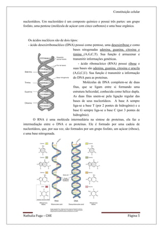 Constituição celular

nucleotídeos. Um nucleotídeo é um composto químico e possui três partes: um grupo
fosfato, uma pentose (molécula de açúcar com cinco carbonos) e uma base orgânica.



    Os ácidos nucléicos são de dois tipos:
    - ácido desoxirribonucléico (DNA) possui como pentose, uma desoxirribose e como
                                      bases nitogenadas adenina, guanina, citosina e
                                      timina (A,G,C,T). Sua função é armazenar e
                                      transmitir informações genéticas.
                                           - ácido ribonucleico (RNA) possui ribose e
                                      suas bases são adenina, guanina, citosina e uracila
                                      (A,G,C,U). Sua função é transmitir a informação
                                      do DNA para as proteínas.
                                              Moléculas de DNA compõem-se de duas
                                      fitas, que se ligam entre si formando uma
                                      estrutura helicoidal, conhecida como hélice dupla.
                                      As duas fitas unem-se pela ligação regular das
                                      bases de seus nucleotídeos. A base A sempre
                                      liga-se a base T (por 2 pontes de hidrogênio) e a
                                      base G sempre liga-se a base C (por 3 pontes de
                                      hidrogênio).
        O RNA é uma molécula intermediária na síntese de proteínas, ela faz a
intermediação entre o DNA e as proteínas. Ele é formado por uma cadeia de
nucleotídeos, que, por sua vez, são formados por um grupo fosfato, um açúcar (ribose),
e uma base nitrogenada.




Nathalia Fuga – CHE                                                            Página 5
 
