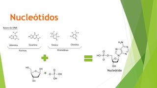 Nucleótidos
+
Nucleótido
 