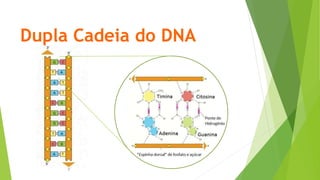 Dupla Cadeia do DNA
3’
 
