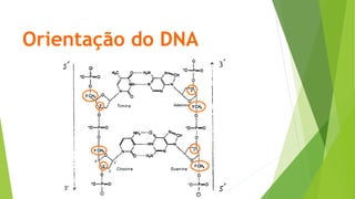 Orientação do DNA
 
