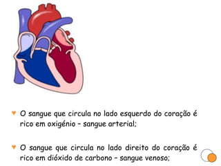 O sangue que circula no lado esquerdo do coração é rico em oxigénio – sangue arterial; O sangue que circula no lado direito do coração é rico em dióxido de carbono – sangue venoso; 