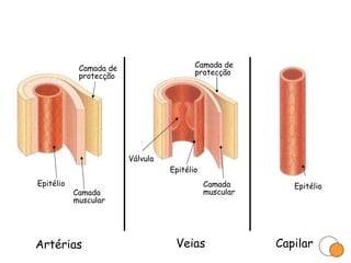 Artérias Veias Capilar Epitélio Camada de protecção Camada muscular Epitélio Válvula Camada de protecção Epitélio Camada muscular 