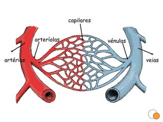 artérias capilares veias arteríolas vénulas 