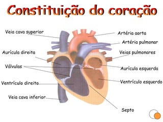 Constituição do coração Aurícula direita Aurícula esquerda Ventrículo direito Ventrículo esquerdo Septo Válvulas Veia cava superior Veia cava inferior Artéria aorta Artéria pulmonar Veias pulmonares 1 2 3 4 5 6 