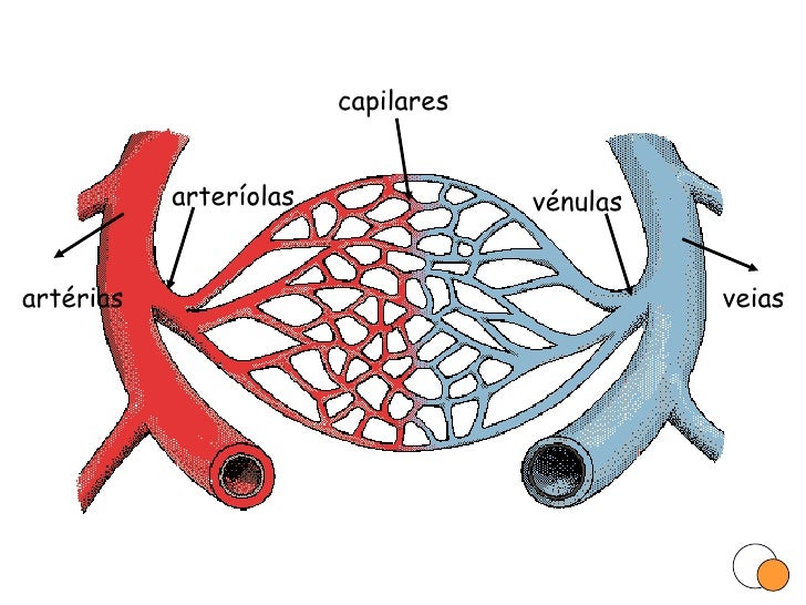 Bildergebnis für arteríolas