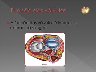    A função das válvulas é impedir o
    retorno do sangue.
 