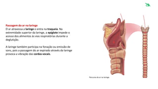 Passagem do ar na laringe
O ar atravessa a laringe e entra na traqueia. Na
extremidade superior da laringe, a epiglote impede o
acesso dos alimentos às vias respiratórias durante a
deglutição.
A laringe também participa na fonação ou emissão de
sons, pois a passagem do ar expirado através da laringe
provoca a vibração das cordas vocais.
Percurso do ar na laringe.

 