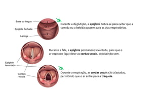 Durante a deglutição, a epiglote dobra-se para evitar que a
comida ou a bebida passem para as vias respiratórias.
Base da língua
Epiglote fechada
Laringe
Durante a fala, a epiglote permanece levantada, para que o
ar expirado faça vibrar as cordas vocais, produzindo som.
Durante a respiração, as cordas vocais são afastadas,
permitindo que o ar entre para a traqueia.
Epiglote
levantada
Cordas
vocais


 