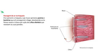Passagem do ar na traqueia
O ar percorre a traqueia, cujo muco aprisiona poeiras e
bactérias que ali conseguiram chegar, devolvendo-as às
fossas nasais e à boca por ação dos cílios vibráteis que
revestem as suas paredes.
Partícula em
movimento
Muco
Cílios
Percurso do ar na traqueia.

 